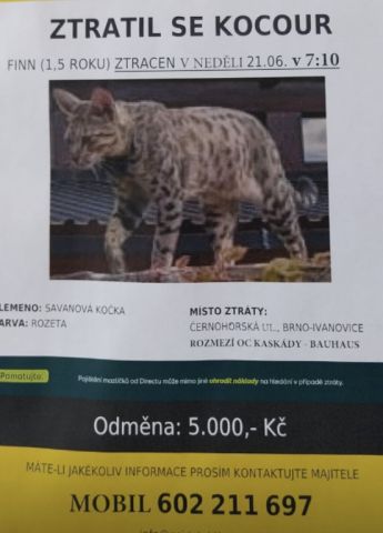 5000 Kč odměna za ztraceného kocoura
