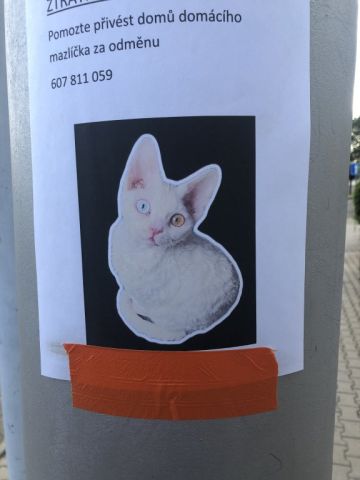 Nabízím odměnu!